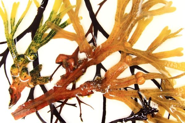 Un gros plan de carraghénane en bleu, jaune et orange sur un fond blanc